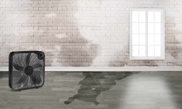 Best Carpet water damage restoration  in Olivehurst, CA